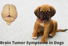 brain tumor symptoms in dogs